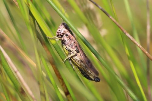 Réf. 215 241 : Omocestus viridulus